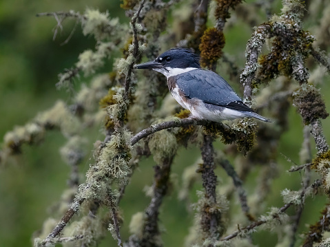 A belted Kingfisher perched on a tree branch. Blurred tree branch background, Taken from a kayak on the Multnomah Channel at Sauvie Island. The Willamette River and island is near Portland, Oregon.