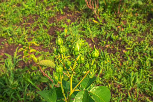 Group of rose buds on a green stem budding before blossoming in the garden. Closeup of delicate flowers growing on a wild bush with a bokeh background and copyspace