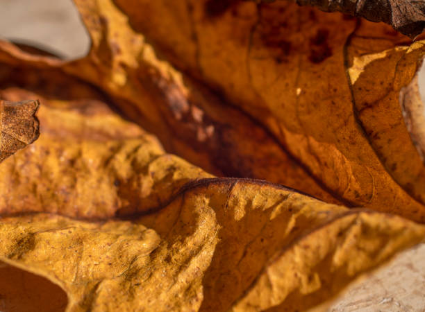 istock Texture of dry yellow fig leaf close-up 1419105633