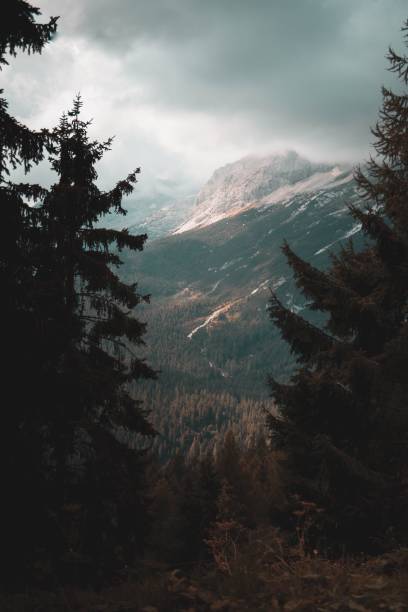 A mesmerizing dark landscape of highlands with evergreen forest