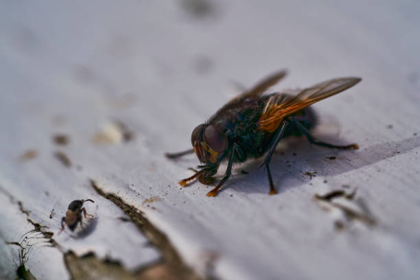Fly on a Table, close up in black and white
