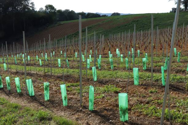 istock Near Aubertin, walk in the vineyards. 1419111411