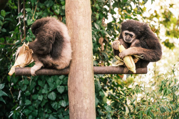 White-handed Gibbon eating corn