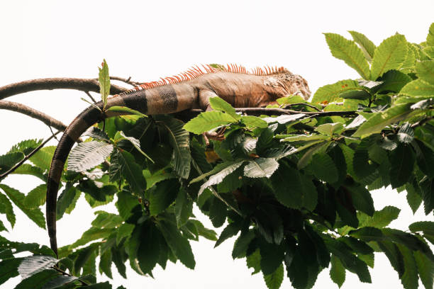 Iguana on top of a tree branch