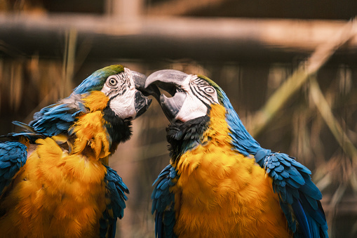 Two yellow and blue macaws kissing