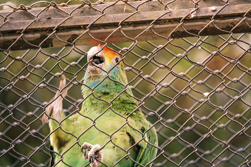 Chauá parrot at the zoo