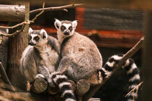 Ring-tailed Lemur jumping from branch to branch against blue sky