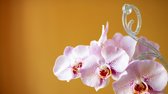 A gorgeous blossom of the `Moth orchid` supported by a plastic stick.