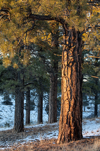 A mighty ponderosa pine shows off it's beutiful orange bark in the last light of day.