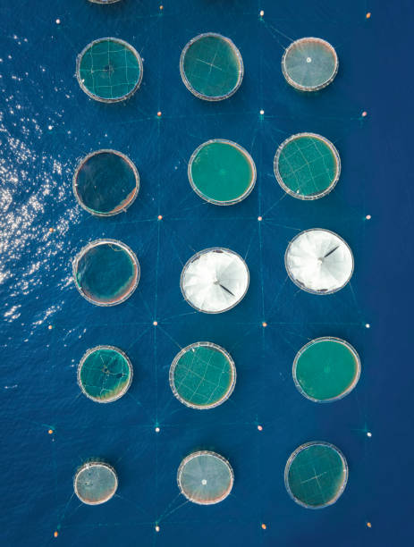 istock Aerial top down view at the circle shaped nets at a fish farm 1419115361