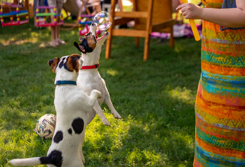 Two playful dogs, enjoying playing with owner. Soap bubbles are so fun to catch