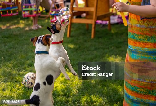 istock Jack Russel vs soap bubble playtime 1419116693