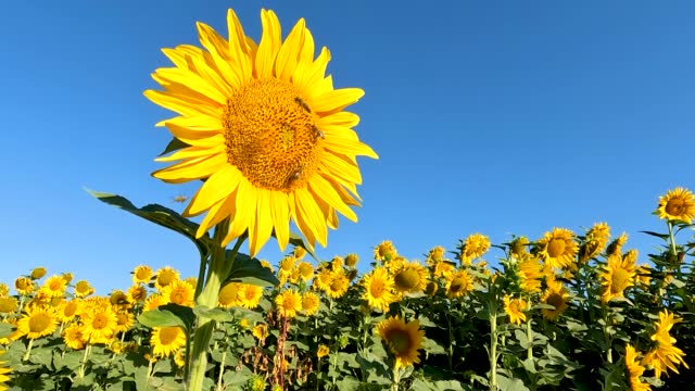 Closeup of bees pollinating on a sunflower with cloudless sky