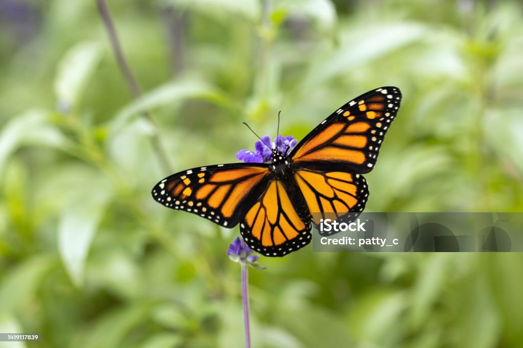 Monarch Butterfly on Blue Salvia Plant Newly eclosed female monarch butterfly in the garden Monarch Butterfly Stock Photo