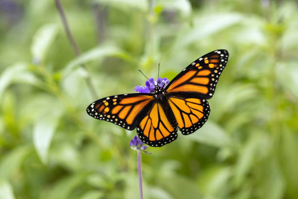 Monarch Butterfly on Blue Salvia Plant stock photo