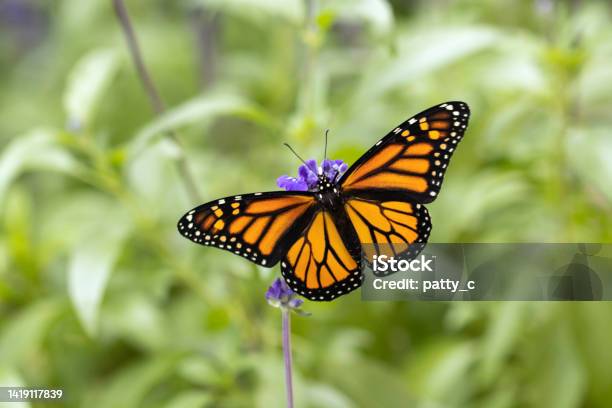 Monarch Butterfly On Blue Salvia Plant Stock Photo - Download Image Now - Monarch Butterfly, Butterfly - Insect, Emergence