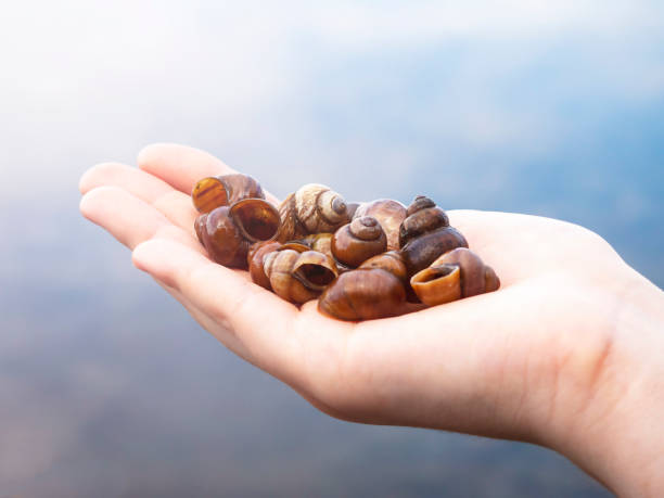 istock hand with seashells, summer, vacation concept 1419118940