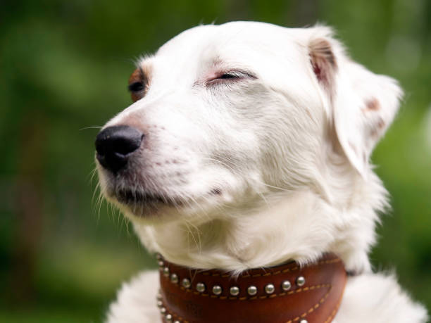 Portrait of a White Dog, Jack Russell.