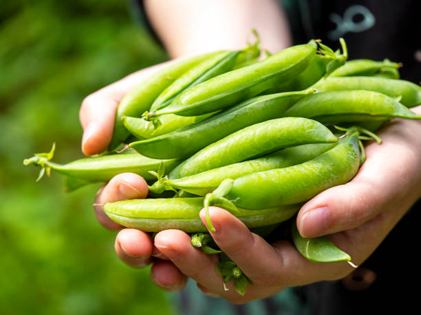istock Green pea pods in hand. Harvest Concept. 1419118978
