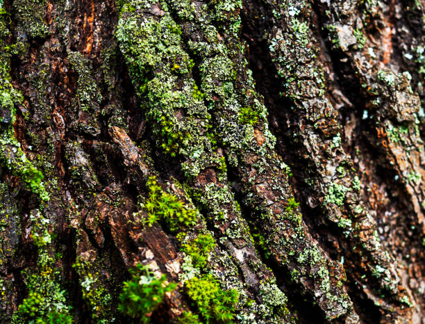 istock Abstract natural background of tree bark. 1419119297