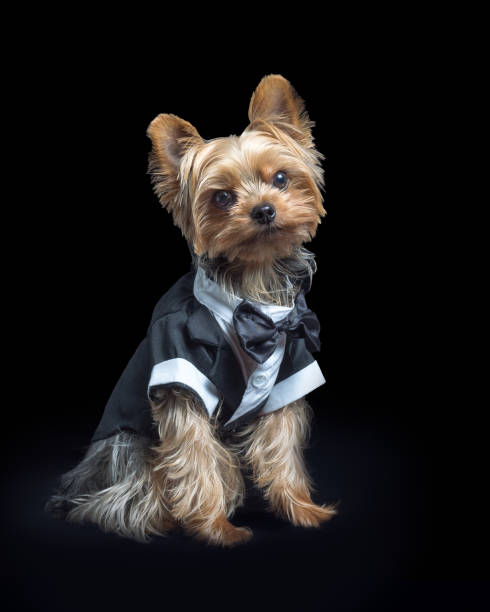 istock Tiny dog in formal tuxedo clothing on black background 1419119529