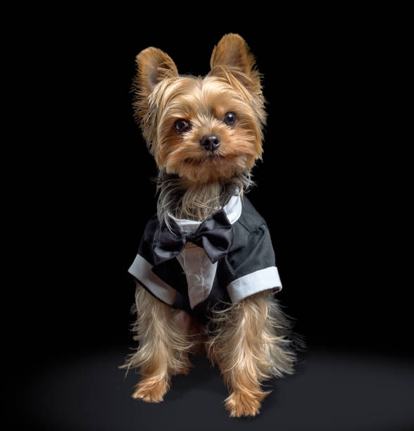 istock Tiny dog in formal tuxedo clothing on black background 1419119565