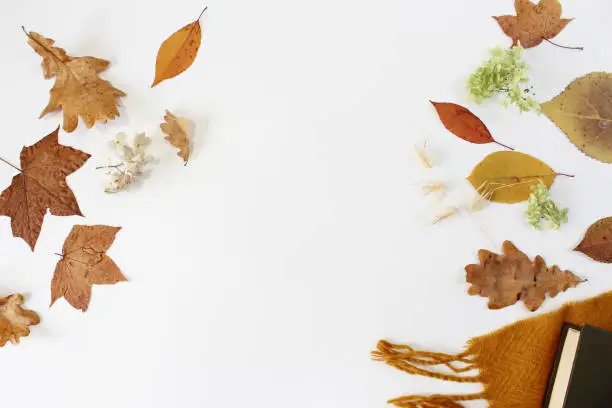 Photo of Autumn composition. Dried leaves, pumpkins, flowers, rowan berries on white background. Autumn, fall, halloween, thanksgiving day concept. Flat lay, top view, copy space