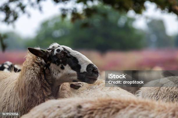 Close Up A A Drents Heideschaap Drenthe Heath Sheep On The Heath Stock Photo - Download Image Now