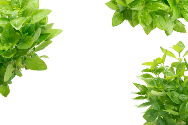istock Basil in a pot isolated on white background. 1419121391