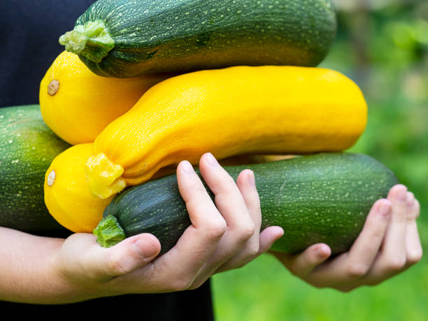 istock Yellow zucchini and zucchini in their hands. 1419121482
