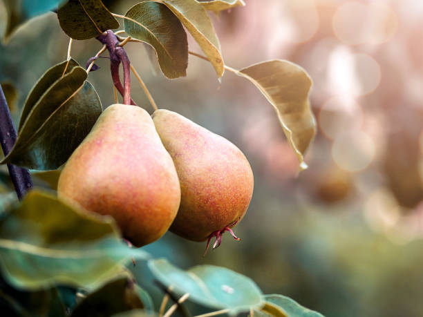 gruszki na drzewie. koncepcja zbiorów. koncepcja rolnictwa naturalnego, produktów ekologicznych. - pear tree zdjęcia i obrazy z banku zdjęć