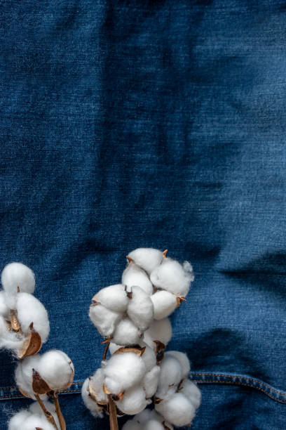 istock Cotton branch on a colored background as an element for design. Copy space. 1419123173
