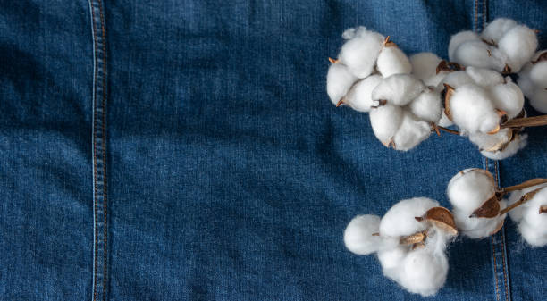 istock Cotton branch on a colored background as an element for design. Copy space. 1419123188