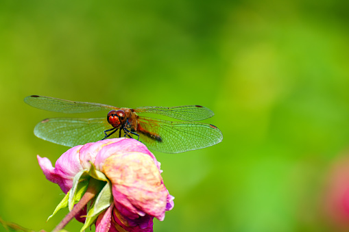 A large orange dragonfly sits on a rose flower