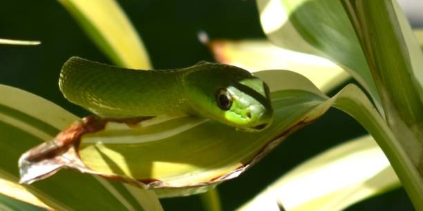 istock Two-headed Sipo Snake in a plant 1419123609