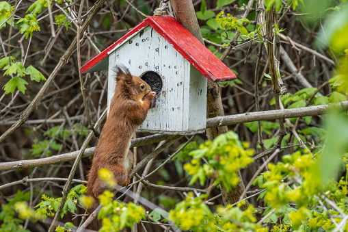 Squirrel in the garden