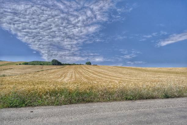 beautiful landscape with a field of wheat, Low angle view of agricultural field from gravel road.
