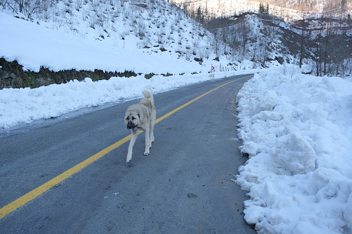 dog is moving in the snow. the concept of the road.A single shepherd's dog , dog walking on asphalt road, road covered by snow at winter.