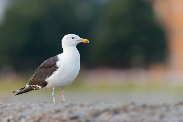 istock An adult great black-backed gull (Larus marinus) perched and foraging on the beach. 1419124904