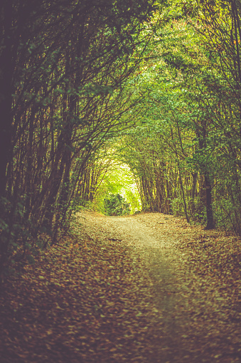 Forest tunnel