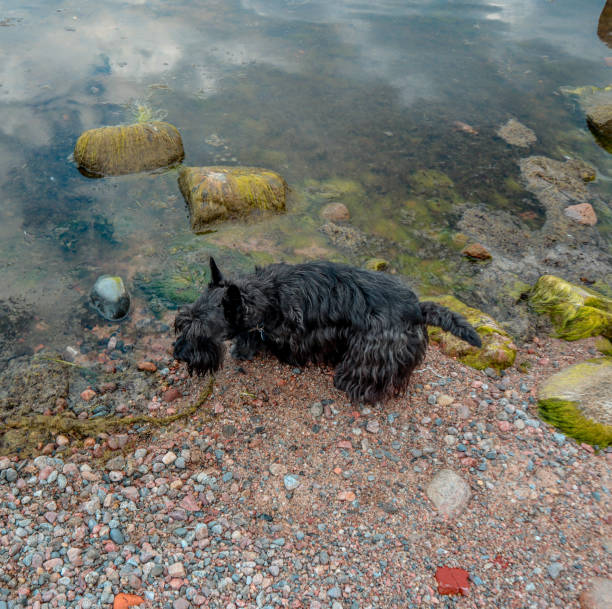 Cute black and furry Australian terrier dog walking along the Baltic coastline on a pebble beach with boulders and seaweed. stock photo