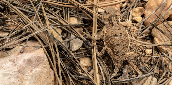 Horned Lizard Hides In Dried Pine Needles in Bryce Canyon National Park