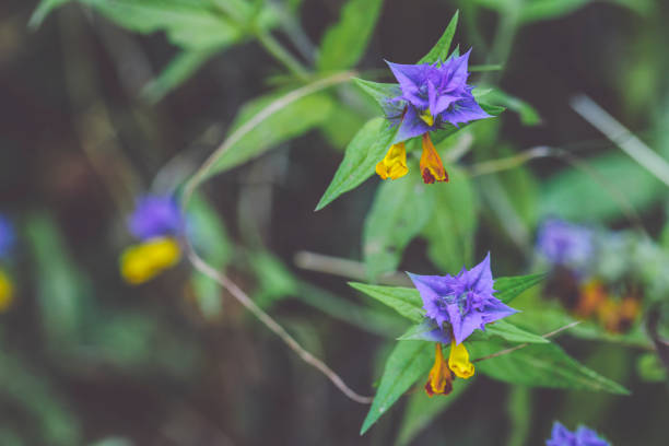 Flower melampyrum nemorosum