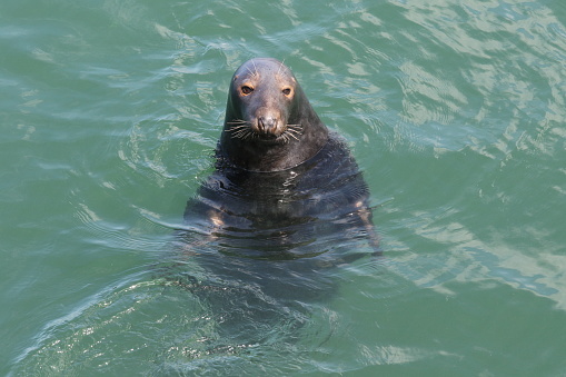 A male sea lion sits near the shore relaxing in the summer sun in Valdivia, Chile.