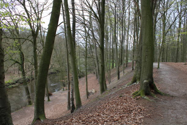 istock Hiking trail through spring beech forest next to the river Hunte 1419129174