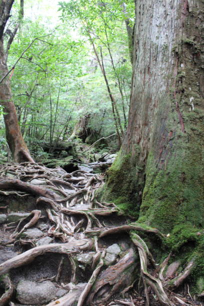 istock Hiking on Yakushima, Arakawa Trail, tree roots 1419129663