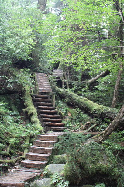 istock Hiking on Yakushima (Arakawa Trail), stairs up the mountain 1419129785