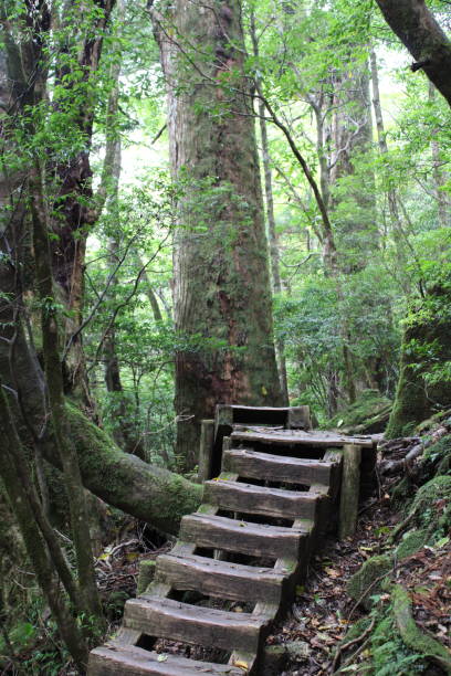 The Arakawa Trail is a famous mountain  trail on Yakushima Island | Yakushima hiking in autumn