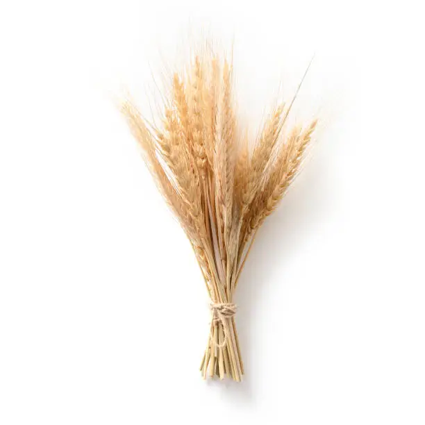 Bunch of wheat ears isolated on white background.