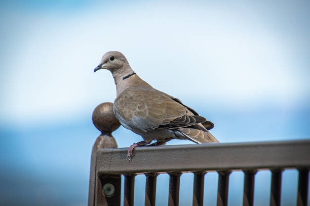 istock dove placed on a close-up barrier 1419132727